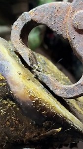 Rusty. Hidden, and straight through the cow's sole... #rusty #cows #hoofcare #fix #farming | The Hoof GP