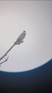 🌟 El animal más rápido del mundo: el Halcón Peregrino 🌟 ¿Sabías que el halcón peregrino puede alcanzar velocidades de hasta 390 km/h cuando se lanza en picada? ¡Es más rápido que un auto de Fórmula 1! 🚀 Este increíble depredador es un maestro del aire, con una visión ocho veces más nítida que la de los humanos, lo que le permite detectar a sus presas desde grandes distancias. 🎯 Dato curioso: Durante su vuelo en picada, el halcón repliega sus alas para minimizar la resistencia del aire y alca