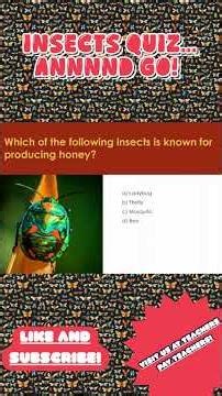 Insects Quiz!