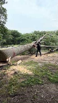 Why the back and forth motion with the chainsaw!