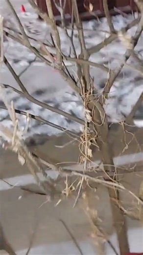 the grasshopper tree 🌳 😍 ♥️