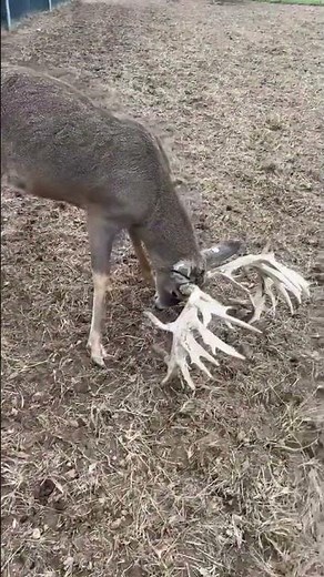 This Is How Deer Sleep with Antlers On!