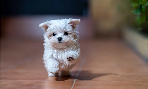 12 Adorable Types of Maltese Dog Breeds