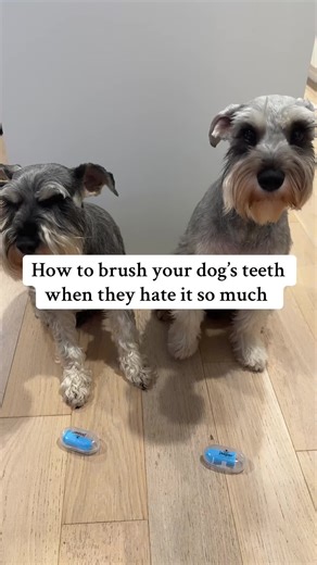This finger toothbrush makes brushing teeth way easier for you and your dog 🦷🐶 Get yours from the link in the video for a great deal! #dogsoftiktok #dogteethcleaning #dogtoothbrush #schnauzer #doglover