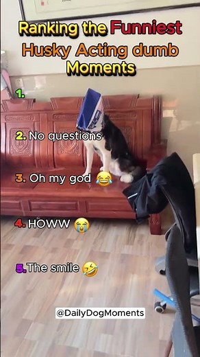 Ranking the Funniest Husky dumb moments and fails #funny #dog #rottweiler #chihuahua