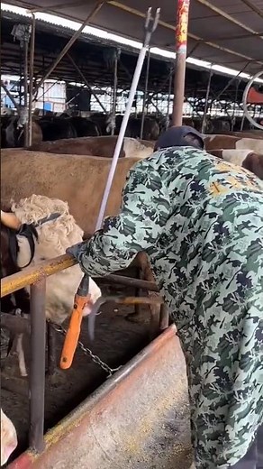 Experienced Farmer Transports Cow by Leading It from Chain to Truck 👀
