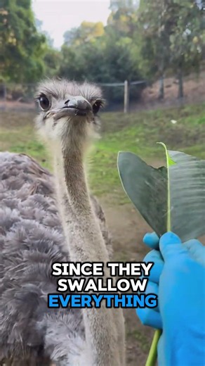 This Bird Has A Stomach Of Steel! #shortvideo #ostrich