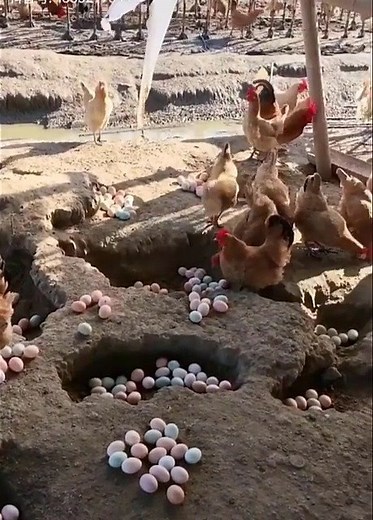 30M views · 463K reactions | Wow! Such A Wonderful Chicken Farm | Oros Mampofu | Facebook