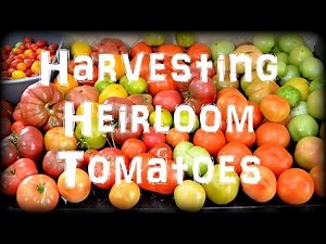 Harvesting Heirloom Tomatoes in the Garden