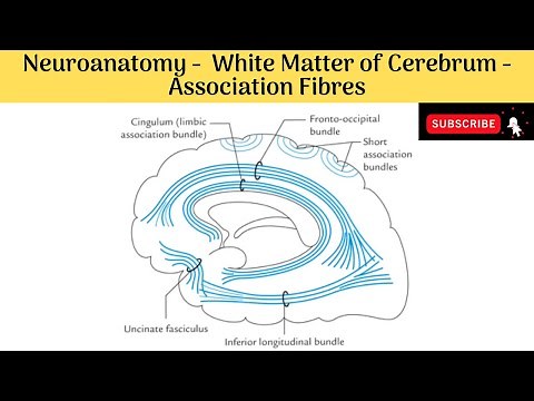 White Matter of Cerebrum | Types | Association Fibres and Their Types #Anatomy #mbbs #education