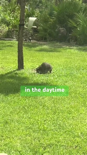 What Were The Doves Watching?