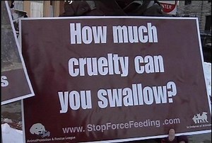 Foie gras protest backfires (video)