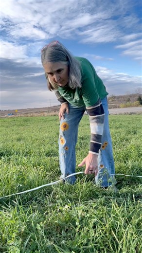 🌾🐐 Front pasture upgrade! Since our goats have polished off all the grass in their regular pasture, we put up some temporary fencing to let them enjoy the tall, lush grass in the front pasture. They couldn’t be happier—nothing like fresh, crunchy greens! This little move will keep them grazing happily and push back the need for hay for at least 2 weeks…maybe even 4! Fall grass grows slow, so we have happy goats on the new pasture! 🐐💛 #GoatLife #HappyGoats #PastureTime #SustainableFarming #Ra