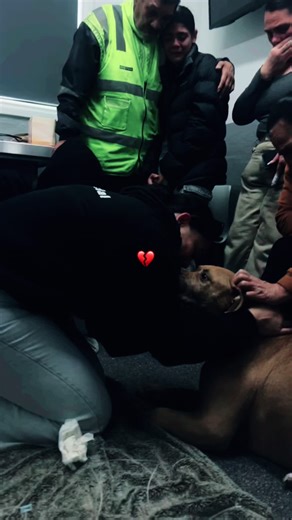 our easiest hello but our hardest goodbye 💔 too our first fur baby our big boy EAZY - this is the day we didnt want to face the day we let you go to doggie heaven 🕊️ your going to be so missed our boy words can’t describe this type of feeling and heartbreak wish we could keep you forever but know mum dad & your sisters love you so so so much always & forever 🤍🥹💔🐶 21.03.25 🤍 #dog #doglife #doglovers #dogloss #heartbroken #pitbull #sad