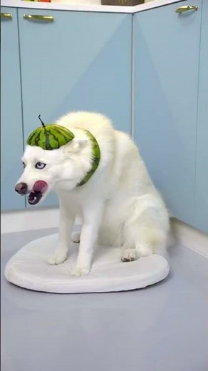 Giving my dog a fruity makeover 🍉