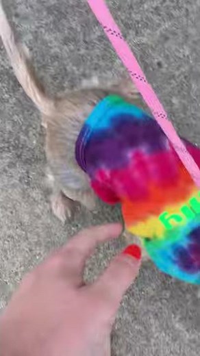 Australian Silky Terrier