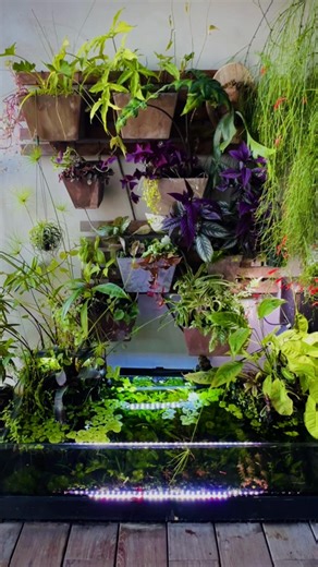 I spent Saturday fixing the right side of my green wall, which needed some TLC after years of compacted soil had affected water flow. I had planned to do it last year but only got the left side done by November. Now the new plants that I’d been accumulating in the balcony have gone to their rightful places. #balcony #pond #paludarium #aquarium #greenwall