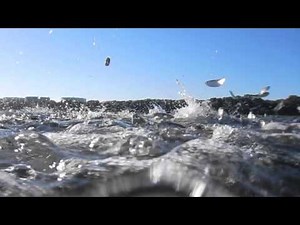 Cape Cod Canal Fishing Blitz