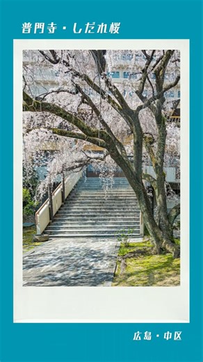🌸【普門寺・しだれ桜】・広島市中区大手町３#広島 #桜 #スゴ得春2026春 #HIROSHIMA #パワースポット