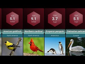 Bird Species Ranked by Size