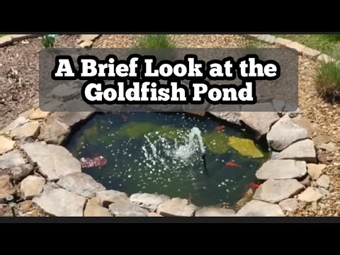 My Garden Pond in Spring 2026