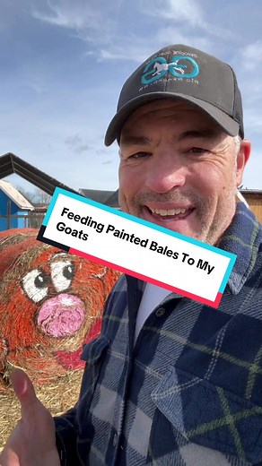 Creative Uses for Painted Hay Bales in Goat Grazing