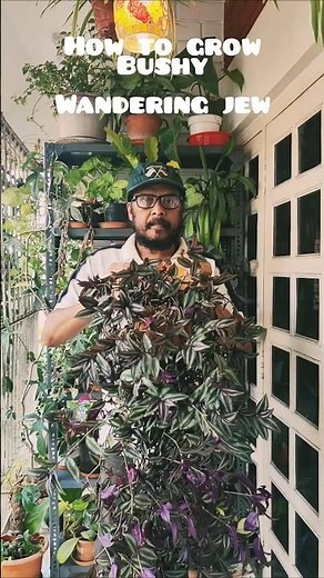 How To Grow A Bushy And Fuller Wandering Jew Plant - 4 Tips | #plants #howto #tipsandtricks