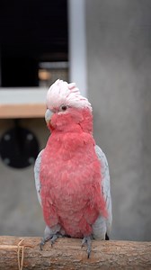 13K views · 276 reactions | Today we show you the Galah Cockatoo...