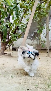 wish her birthday 🎁 ❤️ #birthdaycelebration #birthdaywishes #dogbirthday #puppybirthday | Shizu Vlogs