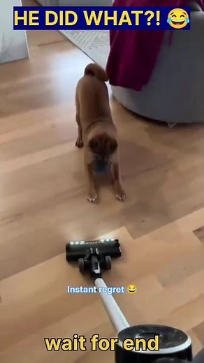 Dog vs Vacuum Cleaner 😂 Funniest Reaction You’ll See Today! #shorts