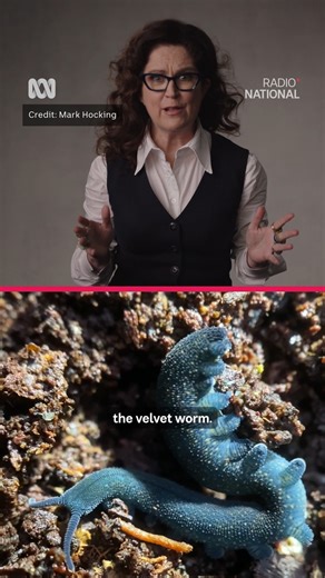 Decisions, decisions... 🎤: Annabel Crabb 🗳️: Vote for your favourite now: abc.net.au/underrated #ScienceWeek #Cuttlefish #Underrated #Animals | ABC Science