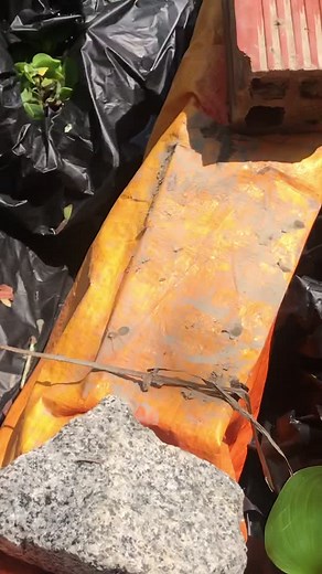 Eel Farming Techniques: Cultivating Eels in Aquaculture