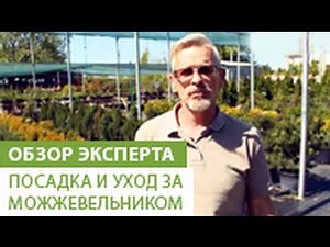 Reproduction of juniper in a vegetative way. Part 2