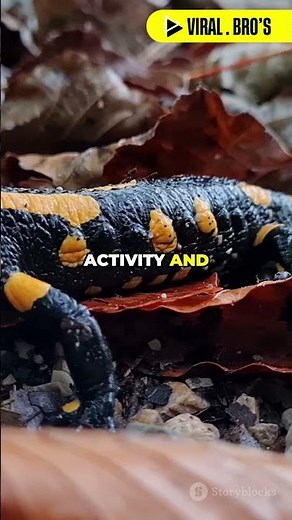 The Incredible Life of the Olm Salamander!