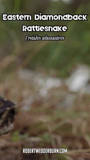 How Deadly Is Eastern Diamondback Venom? #science #snake #herping | Robert Wedderburn Productions