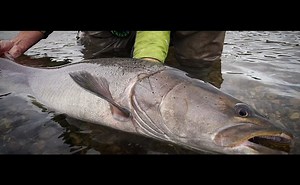 Trailer: Fly Fishing Exploration in Siberia in “Yakutia”