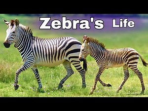 Born to Run | The Incredible Life of a Zebra in Africa