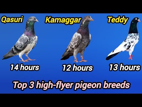 Top Pakistani high-flyer pigeon breeds...