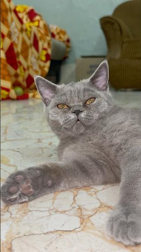 Cat video for cats to watch relax