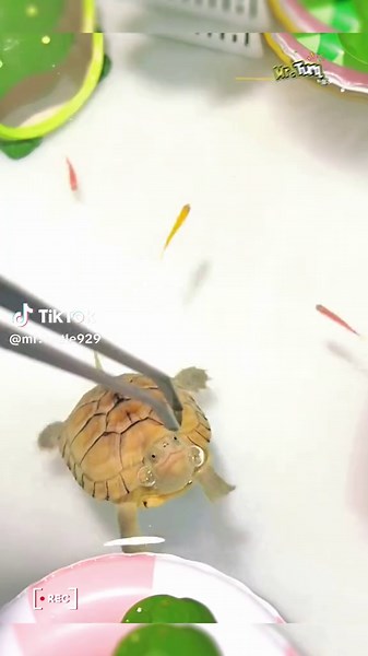 Ballet in water🐢🐢💃🥰🥰#turtle #turtles #cute #🐢 #pet #turtletok #reptile