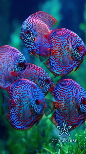 Discus Fish - Parent Guardians of the Fry