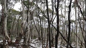 Revealing dark brown tree trunks set against white snowgum tree trunks in this Australian mountain top forest during winter, with patches of snow on the forest floor. Drone-like footage.