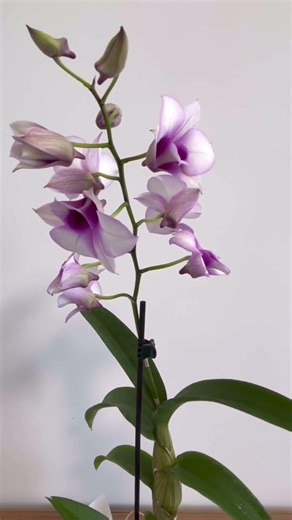 Дендробиум Sa-Nook Polar Fire