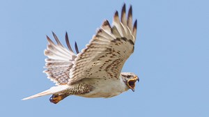 Located in the southeast corner of Alberta, the Ferruginous Hawk has faced many challenges which have eroded its population numbers. However, a new recovery plan and support from landowners and industry are starting to pay off as this large raptor is again back on the prairie landscape. | Let's Go Outdoors Alberta
