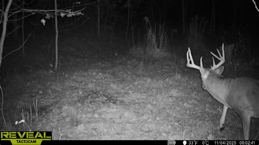 No luck in Indiana but this was the buck I was chasing on public land. I was covering 8-10 miles a day scouting hunting trying to narrow down this buck. Finally was able to hone in on his core area but never laid eyes on him. These big woods bucks sure can be very difficult to kill. | Majestic Habitats LLC