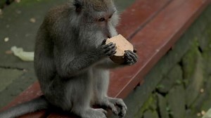 Monkey , Macaca fascicularis eating and playing in the rainforest, Bali, Indonesia