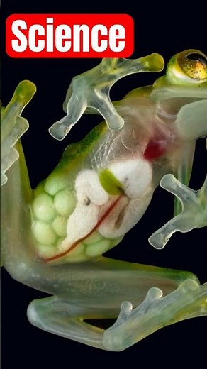 The Incredible Science of Glass Frogs