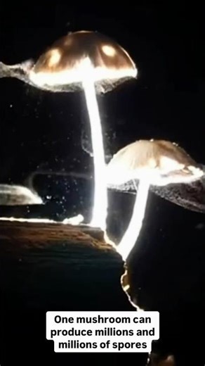 The reproductive cycle of mushrooms #mushroom #science #fungi