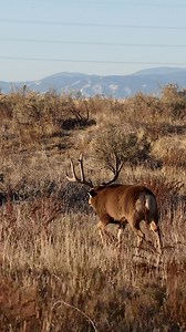 When you see a buck puffed up with ears back you know he’s ready to throw down! #Photography #wildlife #nature #colorado #goodbull #deer #muley #buck #muledeer | Good Bull Outdoors