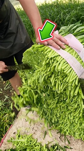 When the merchant refused to buy it, what did the farmer start doing? 😱 #farming #shortvideo